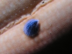 Blue Shell on Starfish
